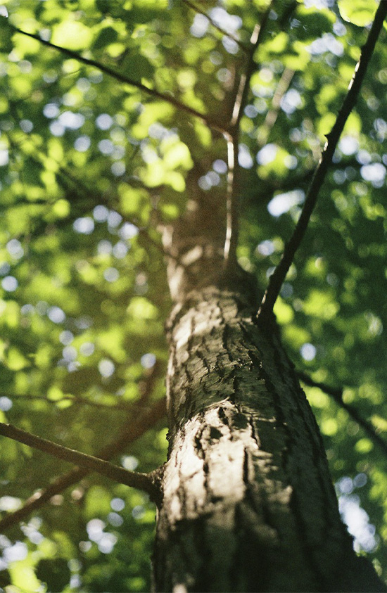 Blick am Stamm entlang in die grüne Krone eines gesunden Baumes – Symbol für fachgerechten Baumerhalt.