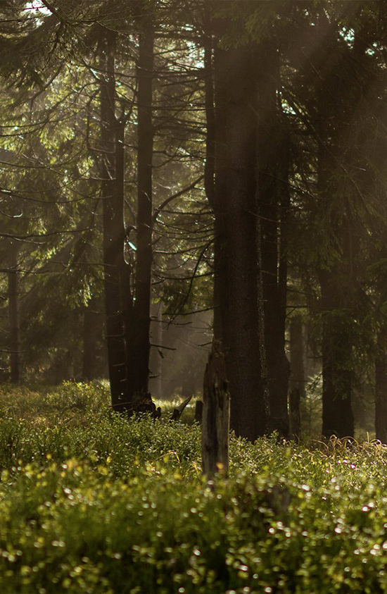 Sonnenstrahlen fallen durch die Baumkronen eines gepflegten Mischwaldes – Symbol für nachhaltige Forstwirtschaft.