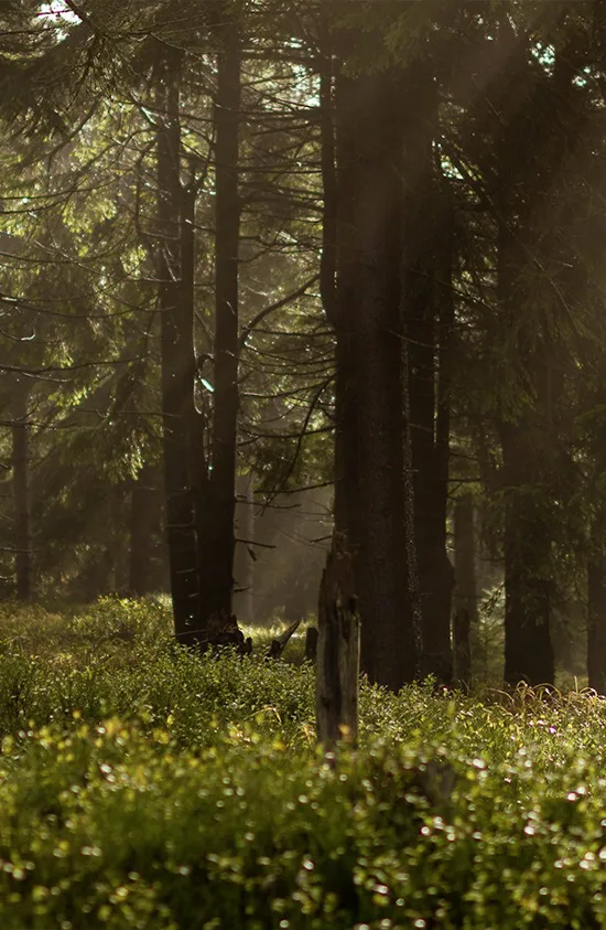 Nachhaltiger Werterhalt Forstbestand Max Zech Gepflegter Mischwald als Symbol für nachhaltige Forstwirtschaft.