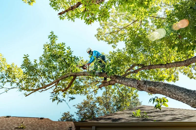 Rückschnitt Baumpflege Rückschnitt Arbeiten Max Zech Knetzgau