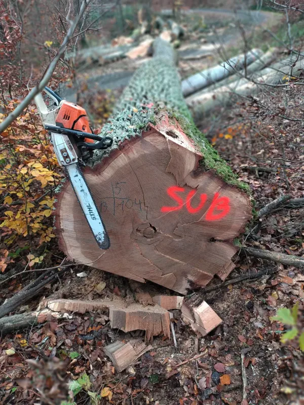 Fachgerechte Fällung Nahaufnahme eines frisch gesägten Baumstamms mit Markierung