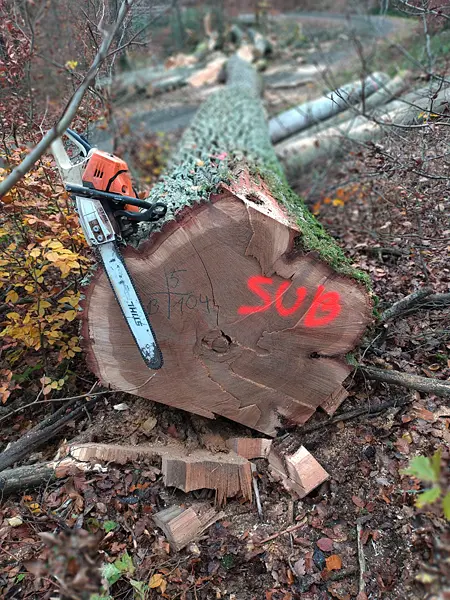 Gefällter Baumstamm mit Motorsäge während der professionellen Holzernte im Forst.