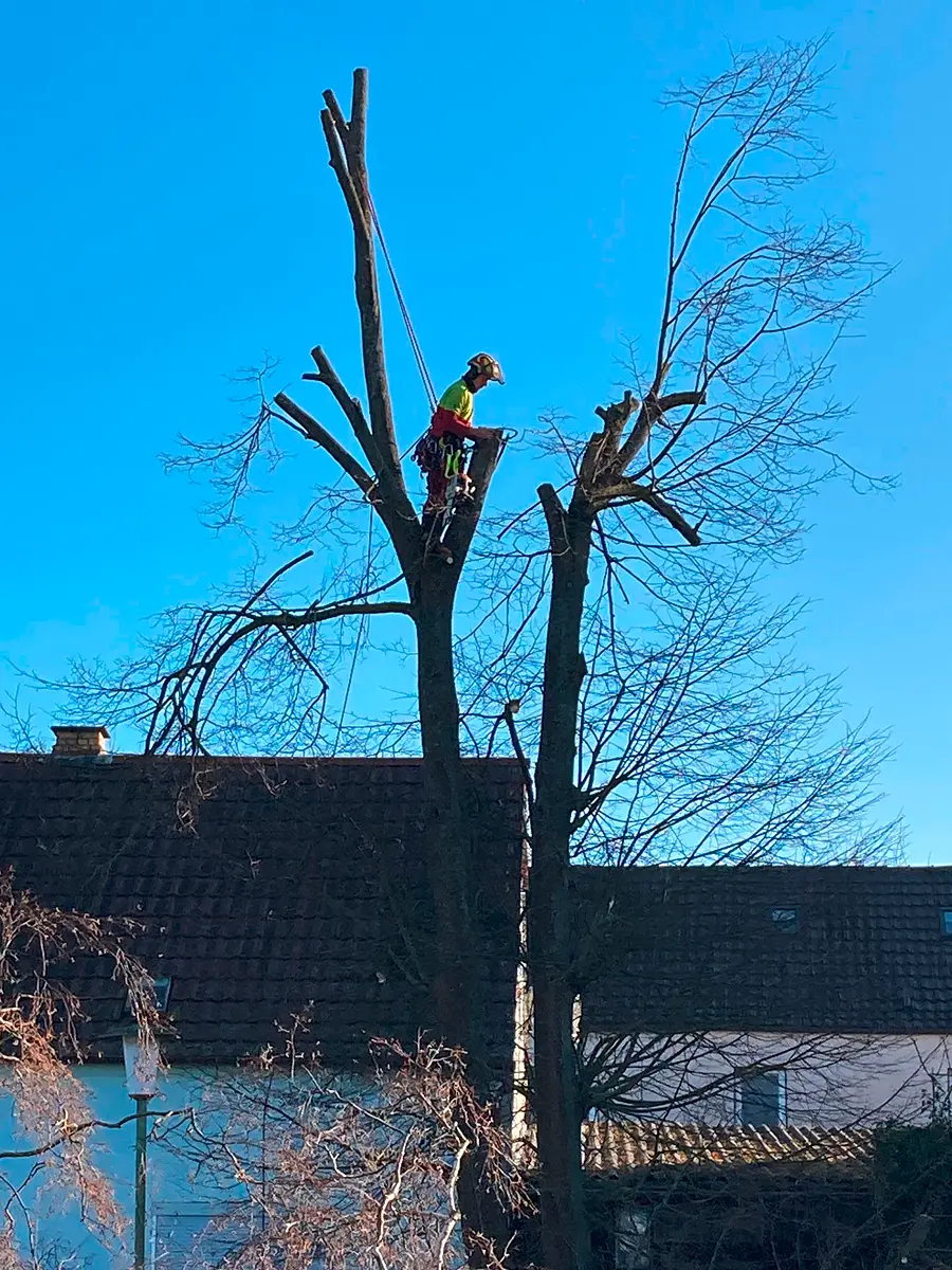 Professionelle Baumfällung direkt am Wohnhaus mittels Seilklettertechnik zur Vermeidung von Sachschäden.