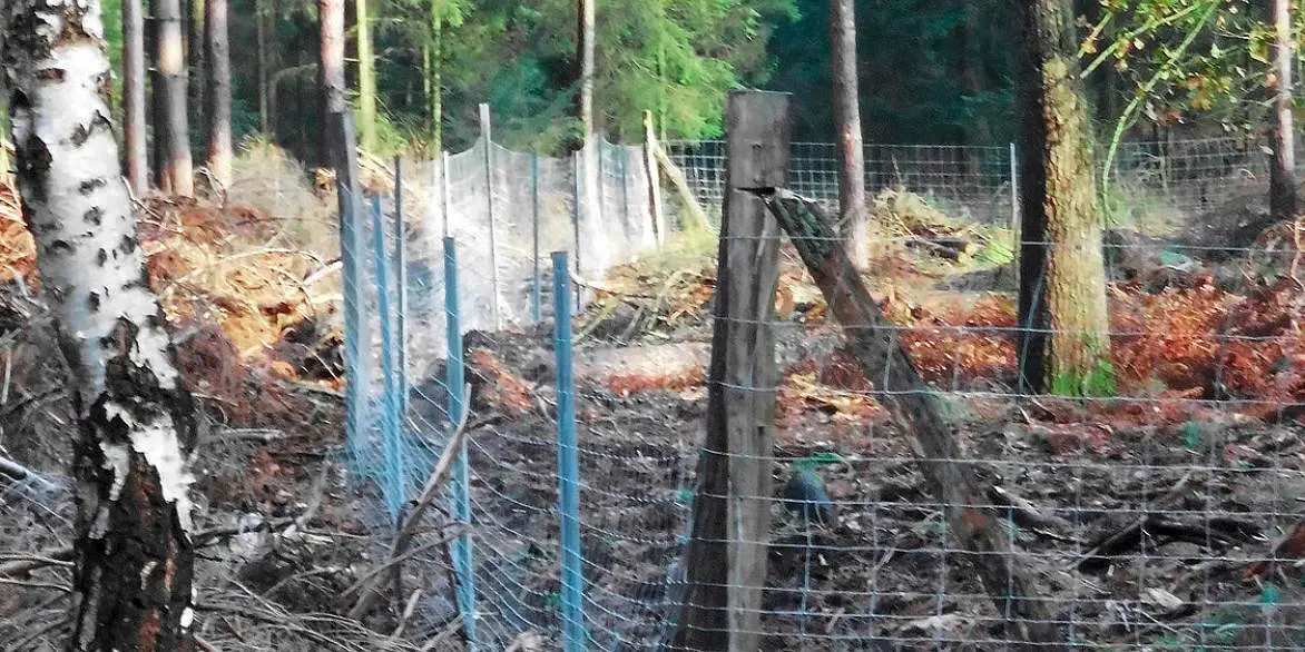 Bau eines stabilen Wildschutzzauns im Wald zum Schutz der Jungbestände vor Wildverbiss.