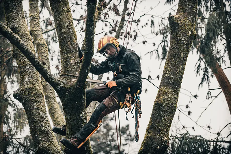 Baumkletterer bei der Baumpflege mittels Seilklettertechnik (SKT) in einer hohen Baumkrone.