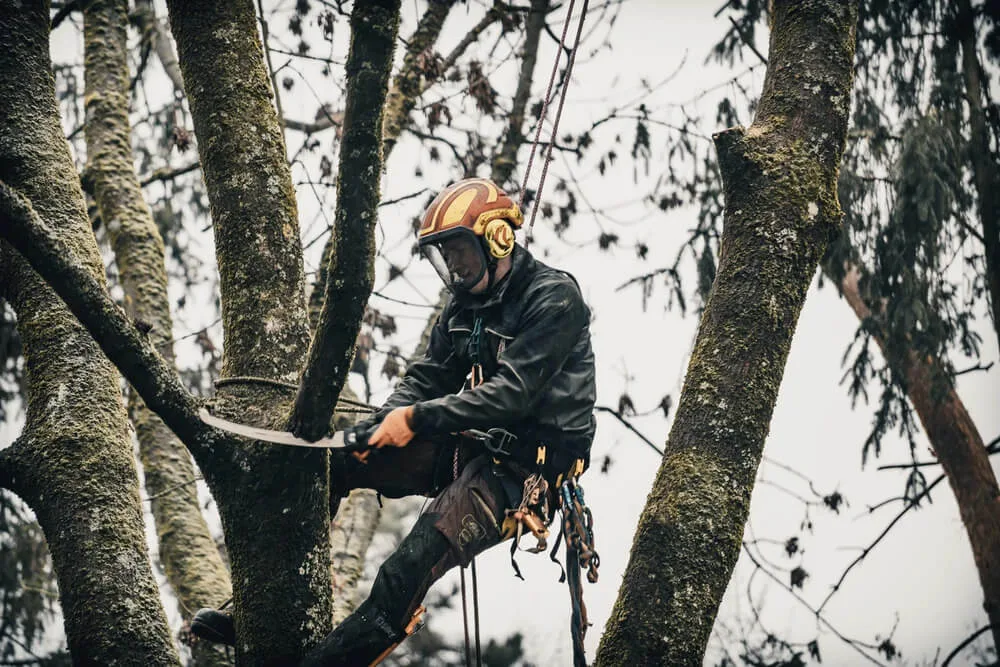Spezialist für Seilklettertechnik Baumpflege Max Zech Nahaufnahme eines Baumkletterers in voller Schutzausrüstung bei der Arbeit in der Baumkrone mittels Seilklettertechnik.